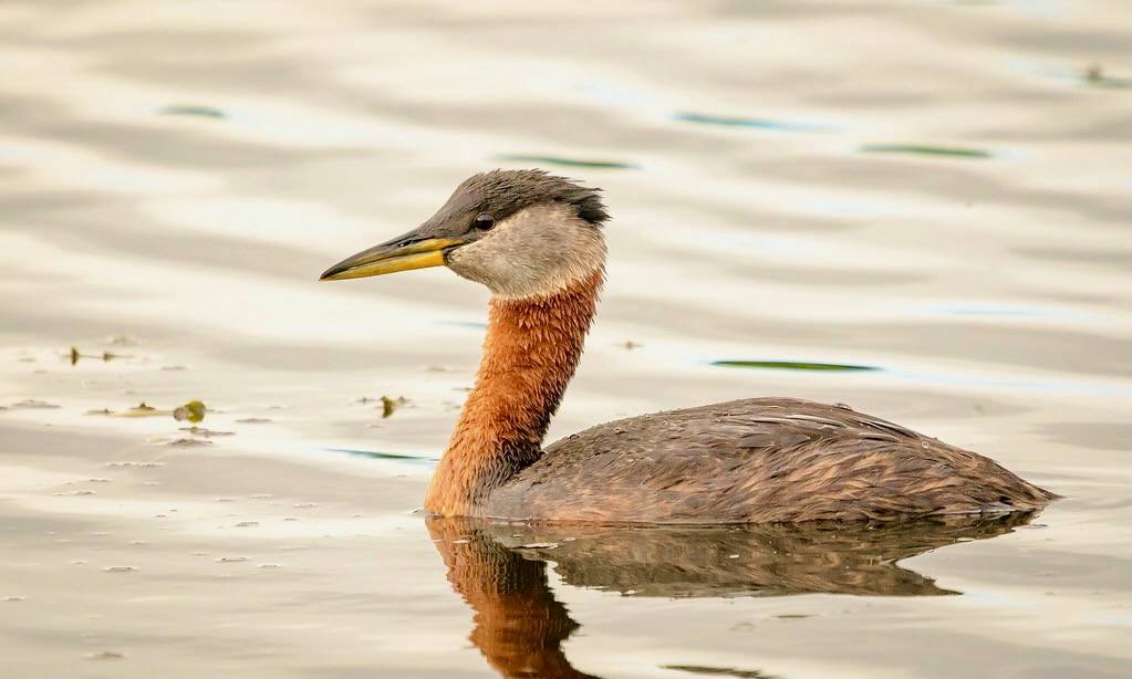 Red-necked Grebe (breeding plumage) by Becky Matsubara is licensed under CC BY 2.0.